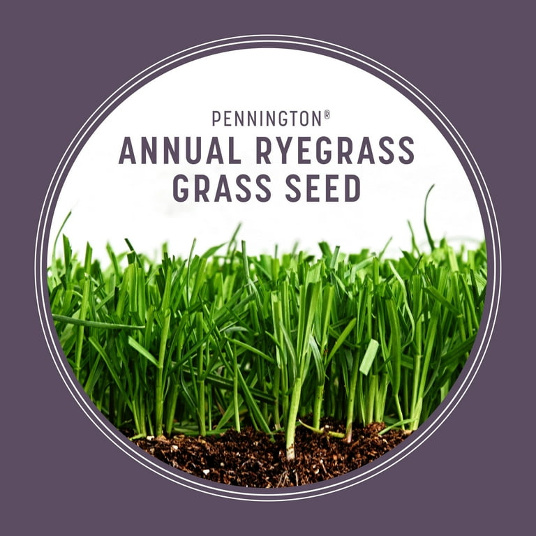 Pennington Annual Ryegrass; 20 lbs