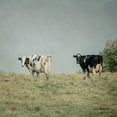 thumbnail image 3 of Urquhart, Elizabeth 12x12 Black Modern Framed Museum Art Print Titled - Neutral Country III Crop, 3 of 5