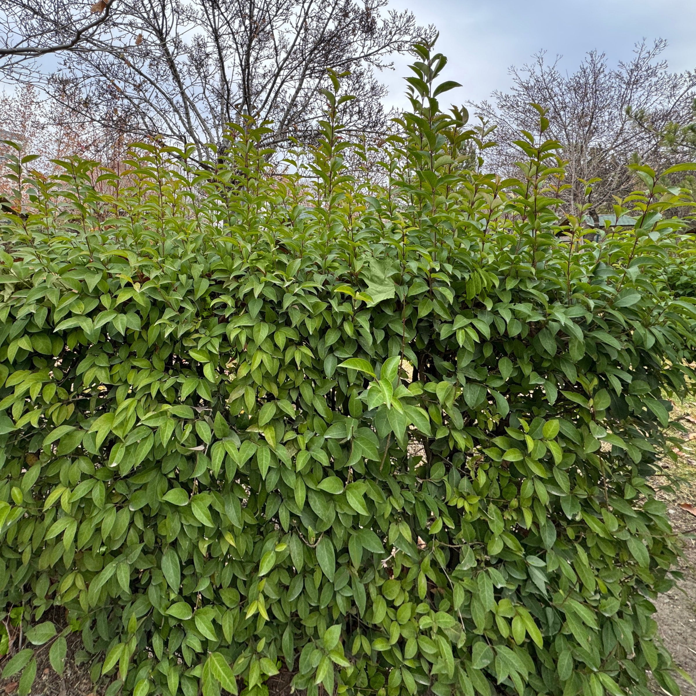 National Plant Network 1 gal. Wax Leaf Ligustrum (40-Pack)