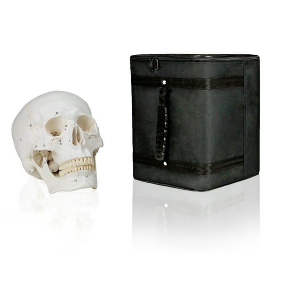 Isaac Technologies IC-B10221-CC103 Medical Numbered Human Skull - 3 Part, Life Size with Carrying Case