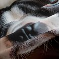 thumbnail image 5 of Homewish Boston Terrier Dog Blackout Curtains Set of 2 (52x84 Each),Kawaii Animal Curtain,Beige, 5 of 6