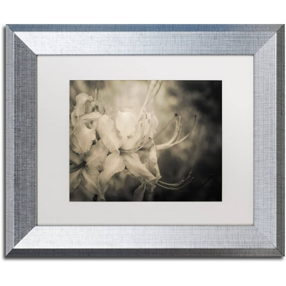 Trademark Fine Art 'Sepia Aged Rhododendron Blooms' Canvas Art by PIPA Fine Art, White Matte, Silver Frame