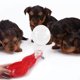 thumbnail image 5 of Labymos Dispensador de agua portátil para mascotas, 5 of 8