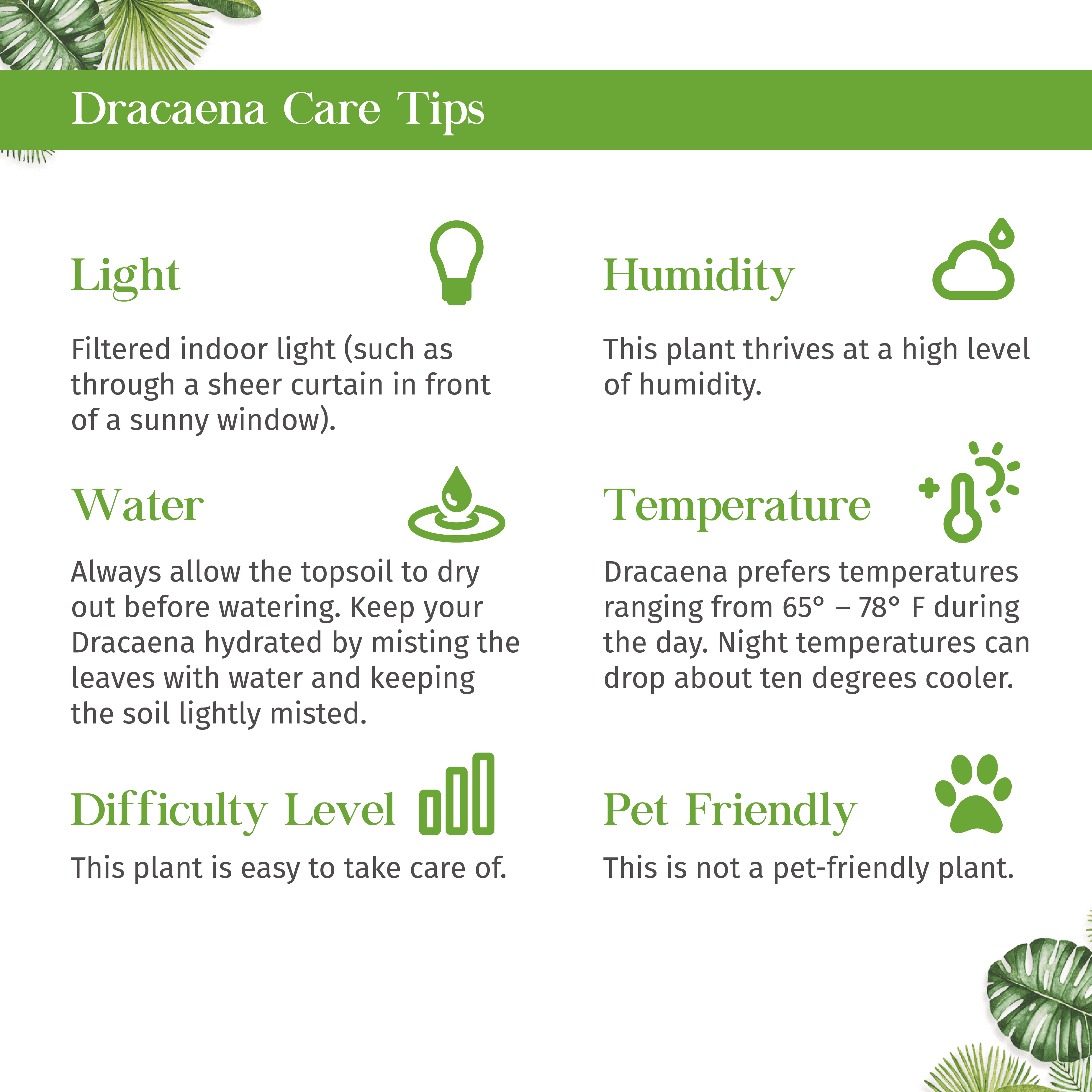 Dracaena Lime Light Live Plant for Indoor | Different Houseplants in 4'' & 6'' Pot | Real House Plant for Living Room, Office, Desk & Bathroom | Dragon Tree | Dracaena fragans