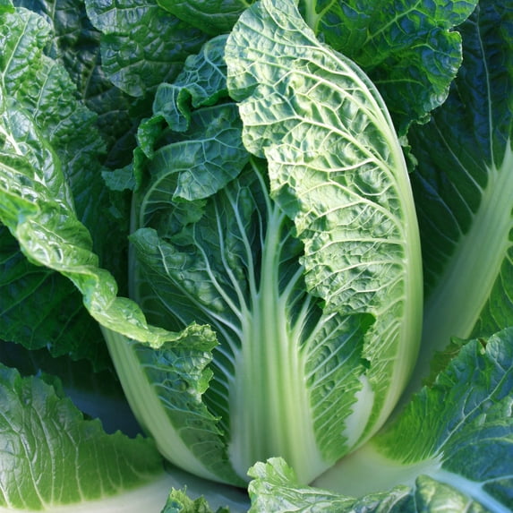 Chinese Cabbage Seeds - China Express - Hybrid - 1 Lb ~13440 Seeds - Non-GMO, F1 Hybrid - Asian Garden Vegetable