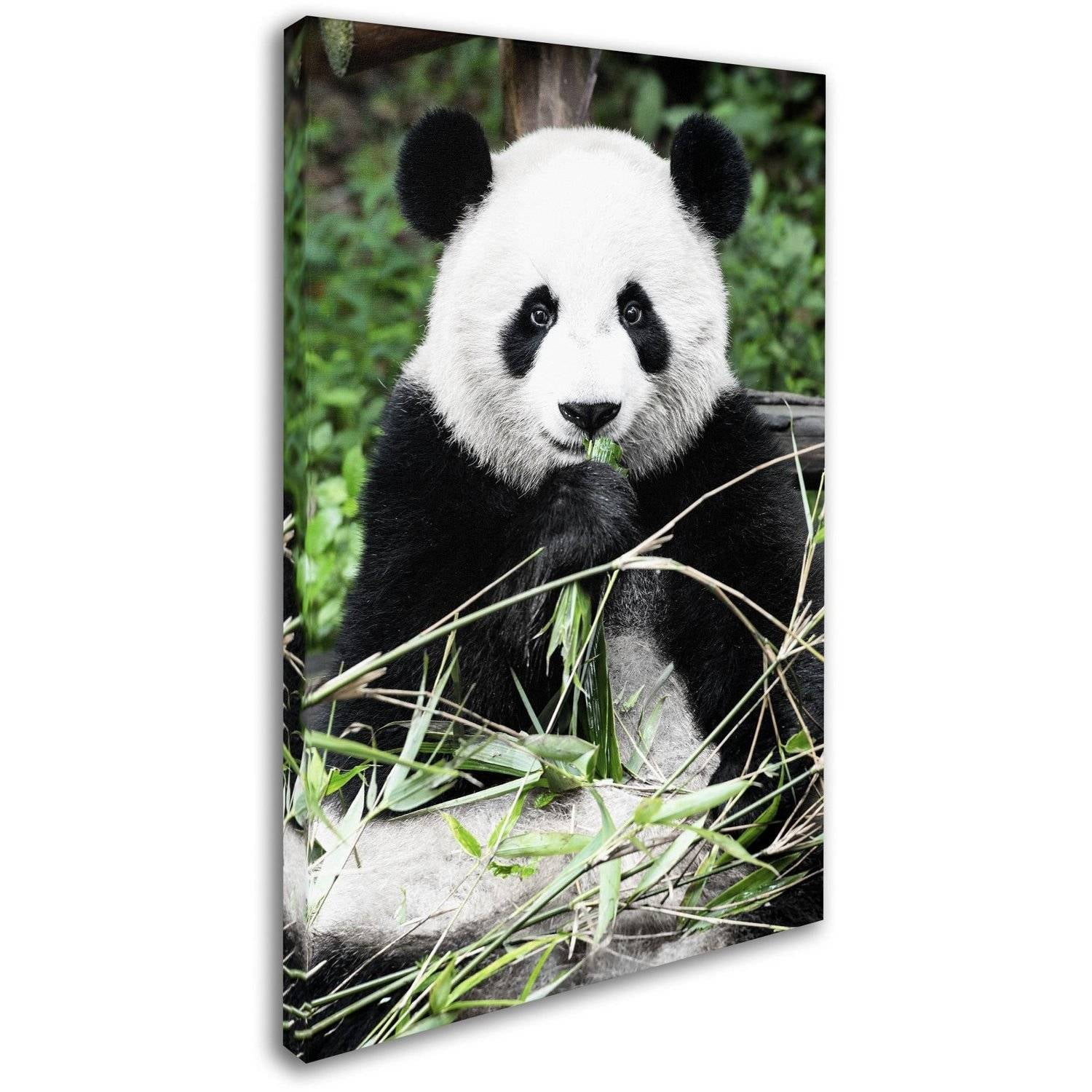 Trademark Fine Art "Giant Panda" Canvas Art by Philippe Hugonnard