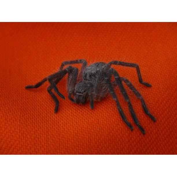 Superaraaƒae A A Aƒa Sa A A Hairy Spider Arachnid Inch By 30 Inch Laminated Poster With Bright Colors And Vivid Imagery Fits Perfectly In Many Attractive Frames Walmart Com Walmart Com
