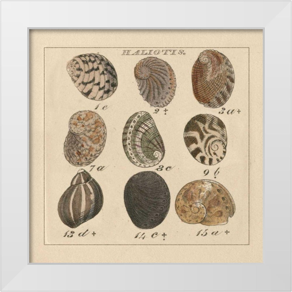 Wild Apple Portfolio 20x20 White Modern Wood Framed Museum Art Print Titled - Haliotis
