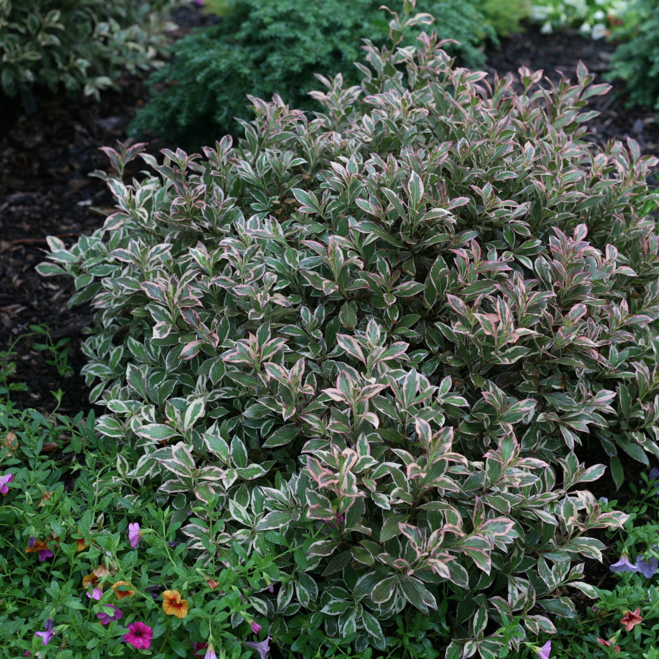 Proven Winners ColorChoice 5" My Monet Purple Effect Weigela Live Plant in 4.5" Pot (4 Count)