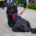 thumbnail image 4 of Pechera Arnés para Perro Mr. Pets Reflectante Ajustable rojo Grande, 4 of 6