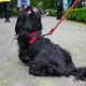 thumbnail image 4 of Pechera Arnés para Perro Mr. Pets Reflectante Ajustable rojo Chico, 4 of 6