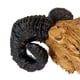 thumbnail image 4 of 2 Unids Cráneo Escondite Cueva Escondite Seguro Natural Privacidad Terreno De Para Peces Arañas Yinane Reptile Vivarium Decoration, 4 of 7