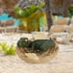 thumbnail image 4 of Figuras de dinosaurios 3.35 pulgadas Decoración Regalo educativo Colección pequeña Simulación Animal Cub Huevos Modelo para fiesta Favor Colector CUTICAT Figuras de dinosaurios, 4 of 5