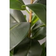 thumbnail image 6 of Real touch 54" fake Rubber tree, 6 of 8