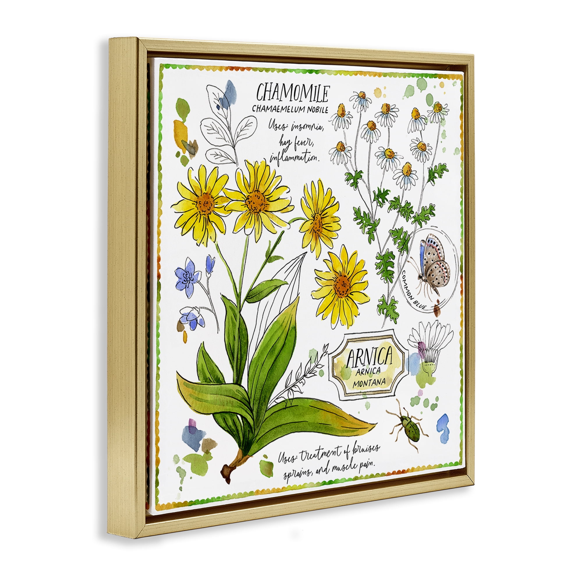 Stupell Industries Chamomile Herb Uses Plants & Flowers Painting Gold Floater Framed Canvas Art Print Wall Art, 25 x 25