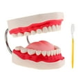 thumbnail image 1 of Juego de Cepillo de Modelo de Boca de Lengua Humana Enseñanza 6x Ampliada shamjiam Herramienta de enseñanza de los dientes, 1 of 6