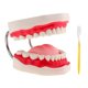 thumbnail image 2 of Modelo de Dientes de Demostración de de ñanza Agrandado 6x + Cepillo de Dientes Sunnimix Herramienta de enseñanza de los dientes, 2 of 7