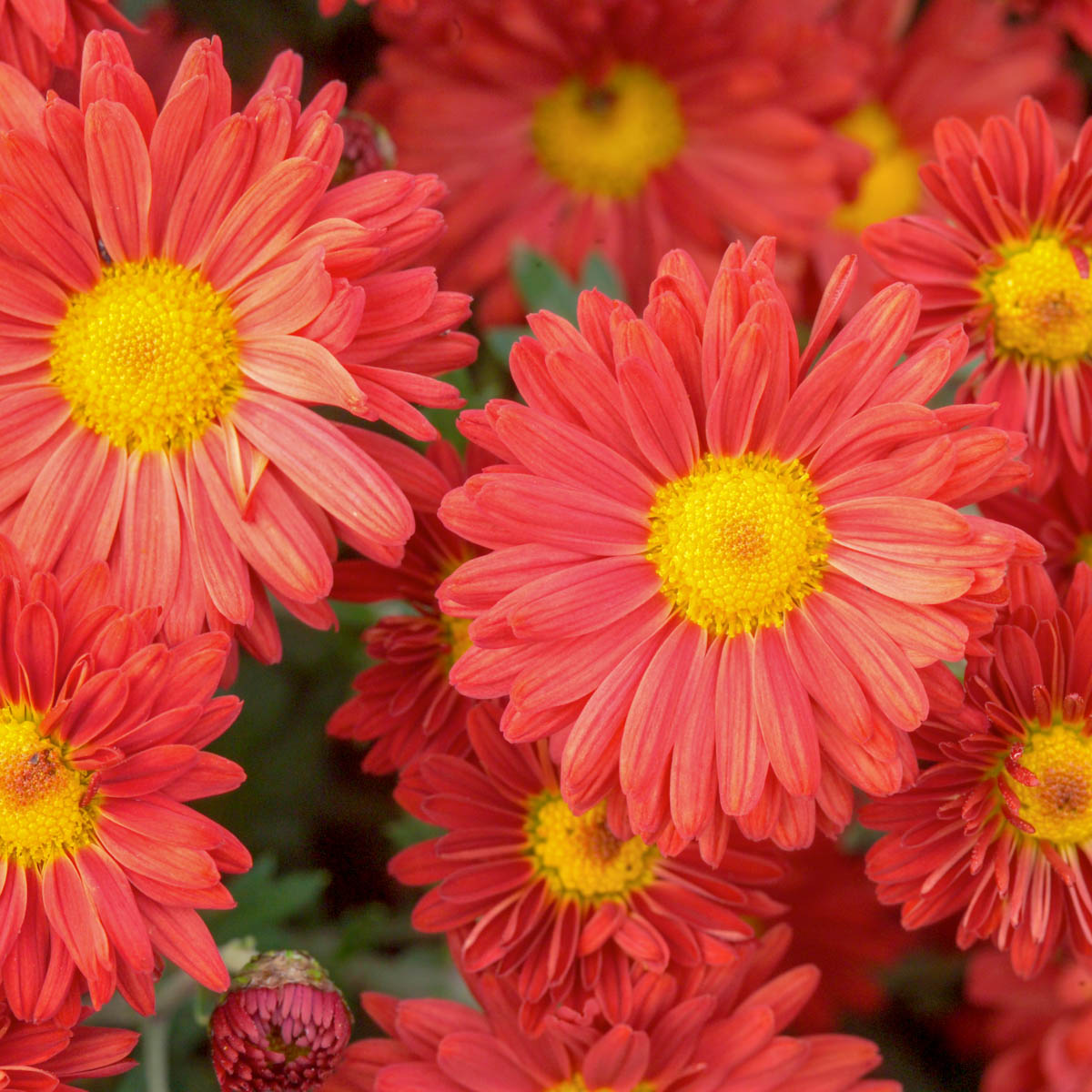 Spring Hill Nurseries Red Daisy Mammoth Hardy Mum, 4Inch Potted