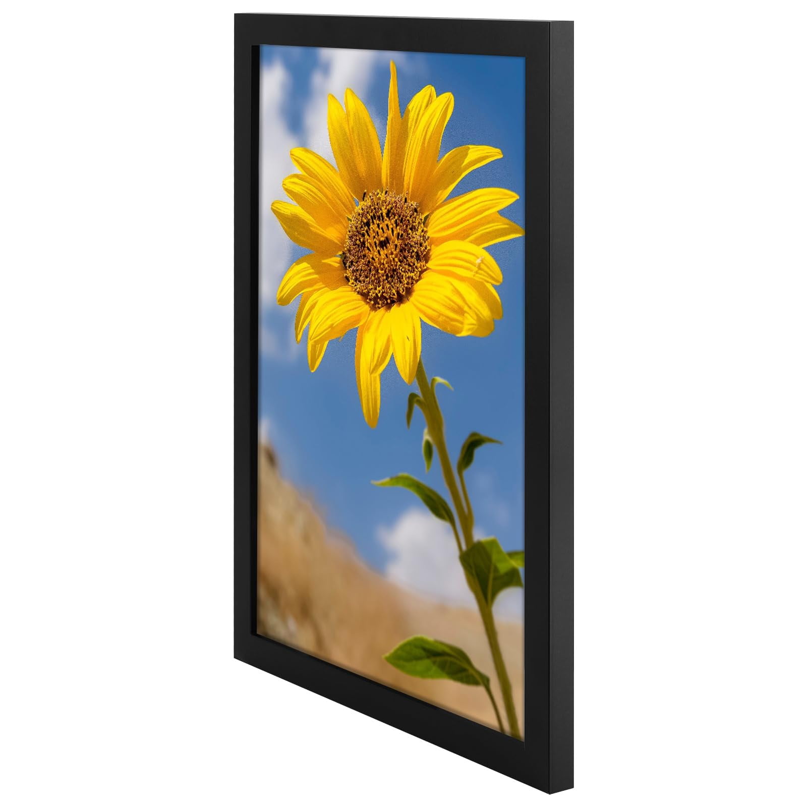 Golden State Art A3 11.7 x 16.5 Inch Poster Picture Frames Wall Display, Black, 2 Pack