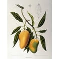 thumbnail image 2 of Van Nooten, Madame  12x14 Gold Ornate Wood Framed with Double Matting Museum Art Print Titled - Mangosteen, 2 of 4