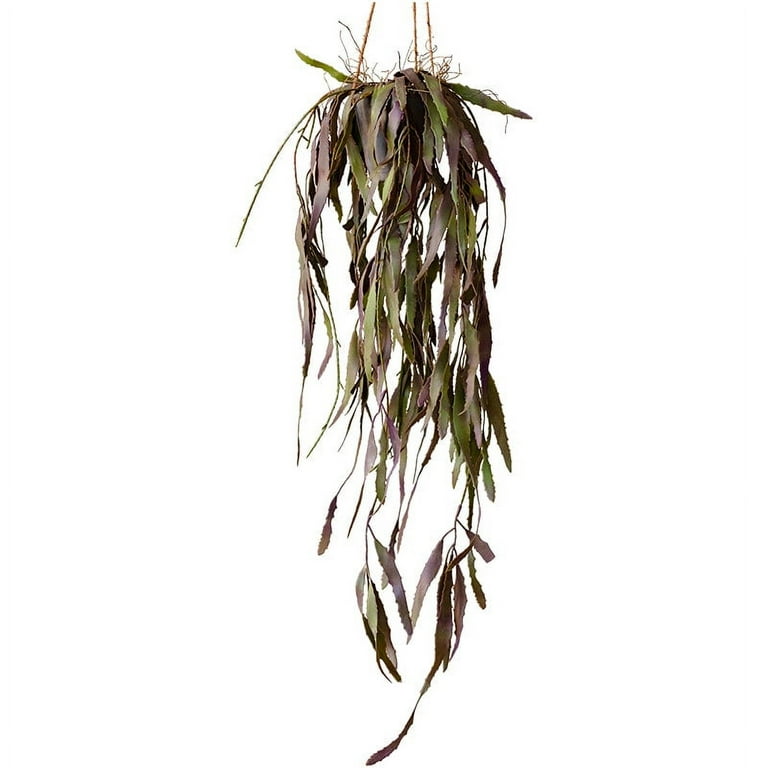 Hanging Aloe Vera in Pot - Walmart.com