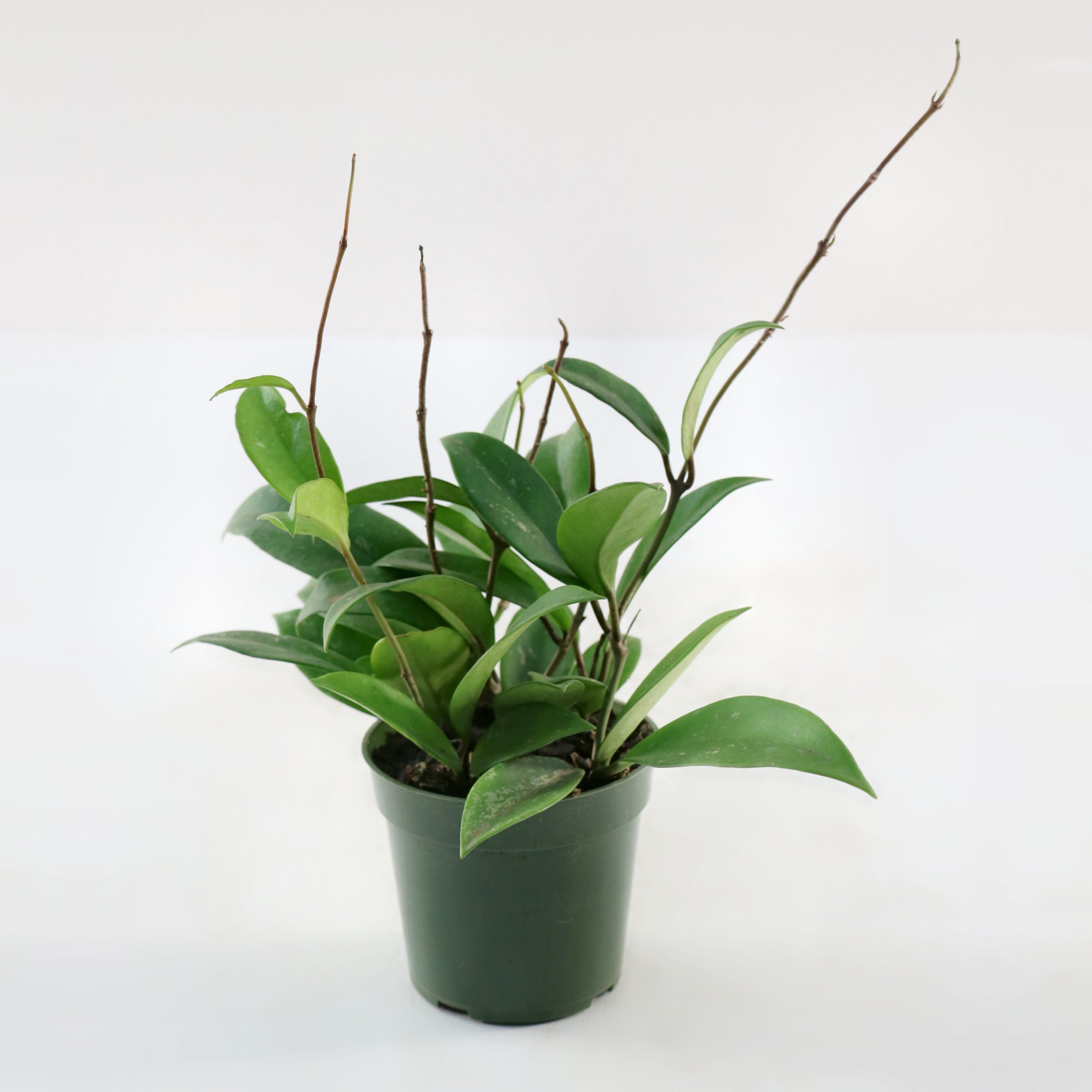 4 in. Hoya Pubicalyx Green Plant in Grower Container (3-Pack)