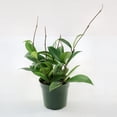 thumbnail image 5 of 4 in. Hoya Pubicalyx Green Plant in Grower Container (3-Pack), 5 of 9