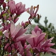 thumbnail image 4 of Ann Magnolia Live Tree – 1 Gallon, 4 of 5