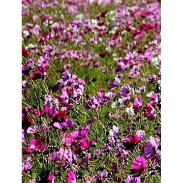 Papaver Poppy 'Hens And Chicks' Seeds – 500 Seeds For Your Garden