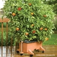 thumbnail image 5 of EarthBox Original Garden Kit with Standard 7-7-7 Fertilizer - Terra, 5 of 8