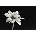 thumbnail image 3 of Poinski, Dianne 14x11 Black Modern Framed Museum Art Print Titled - Elegance Floral I, 3 of 5