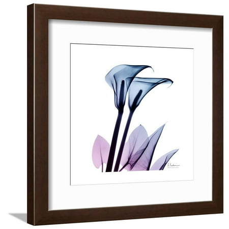 Calla Lily Purp Framed Print Wall Art By Albert Koetsier