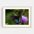 thumbnail image 2 of Black Swallowtail Butterfly on Thistle - Virginia Photography Butterfly Flowers Insect Wildlife Nature Scenic Garden Unframed Wall Art Print 20 x 28 inches, 2 of 12