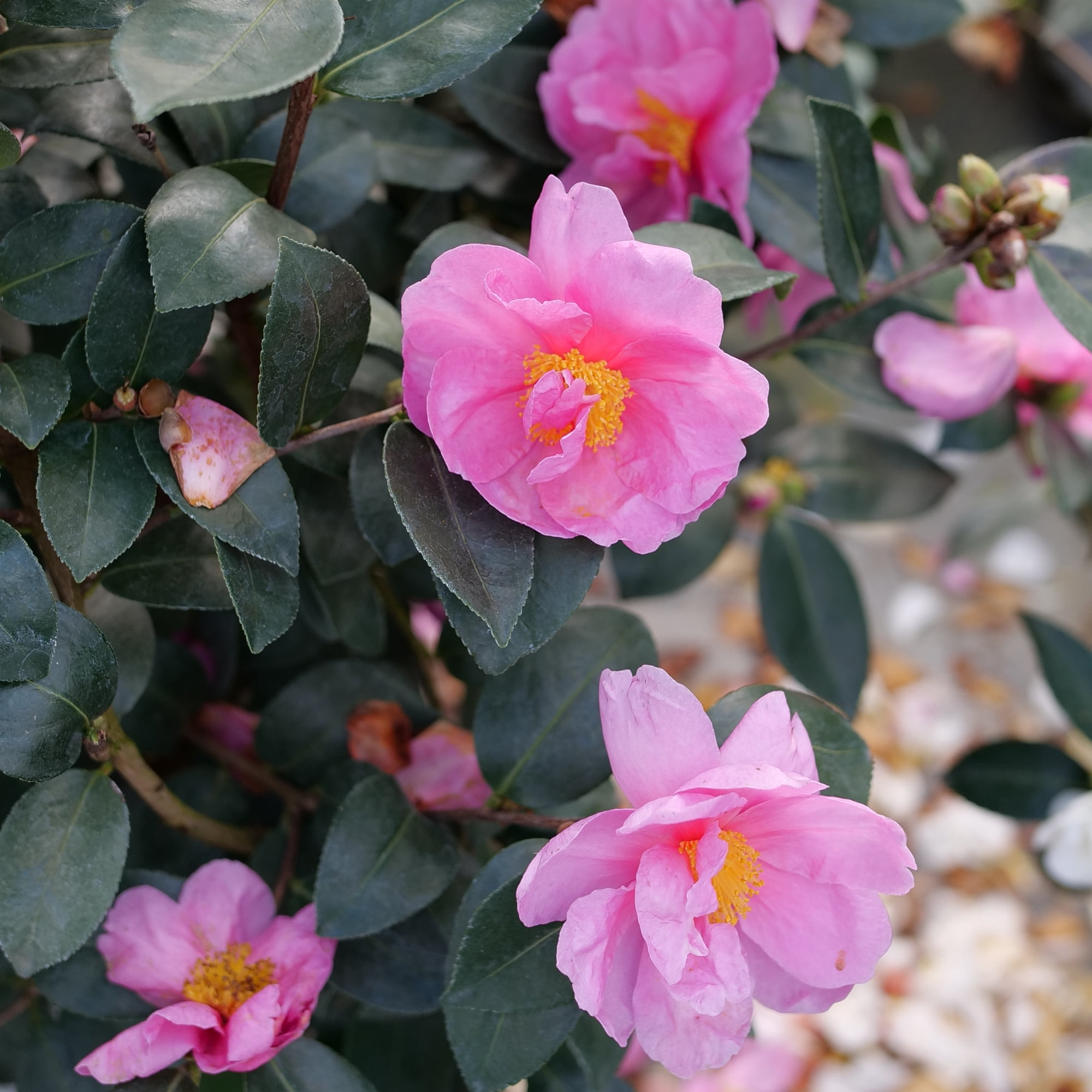 Proven Winners ColorChoice Just Chill Double Mauve Camellia Live Shrub (1 Gallon)