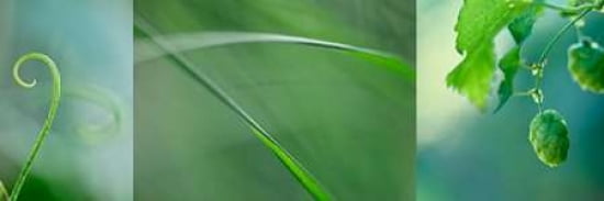 Green Collage Canva
