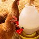 thumbnail image 5 of Paquete de 10 vasos de agua NQ para aves de corral bebederos automáticos, 5 of 5