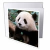 3dRose China, Chengdu, Panda Sanctuary, Panda bear-AS07 CMI0113 - Cindy Miller Hopkins, Greeting Cards, 6 x 6 inches, set of 12