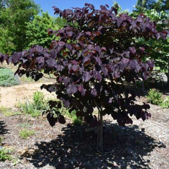 Expert Gardener 2-3 ft. tall Black Pearl Redbud Tree in 5- Gallon Grower Pot