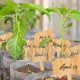 thumbnail image 3 of Paquete de 30 etiquetas para plantas de bambú, tapones para plantas de madera en forma de T, 3 of 4