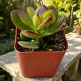 thumbnail image 4 of Live Jade Plant Succulent - Fully Rooted in 2" Planter,Healthy& Easy to Care, Air Purifying Live Plant,Houseplant Gift for Home, Office, Garden, 4 of 5