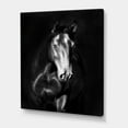 thumbnail image 3 of Designart ' Close Up Portrait Of Black Kladruby Horse ' Farmhouse Canvas Wall Art Print, 3 of 3