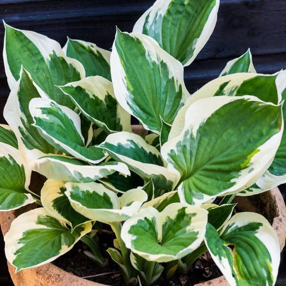 Minuteman Plantain Lily-Striking Variegated Perennial-Ideal for Shaded Gardens  1 Gallon (Pack of 2)