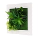thumbnail image 5 of 1 marco de fotos de plantas artificiales, adorno de pared, decoración suculenta artificial, 5 of 5