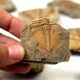 thumbnail image 3 of 1 Pce Fossiles de Queue de Trilobite Naturels Spécimens d'Enseignement, 3 of 5