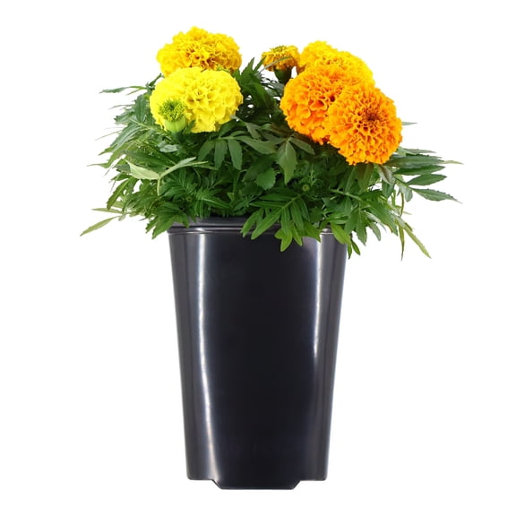 Expert Gardener 14" Multicolor Marigold Live Plants in 7" Grower Pot Full Sun