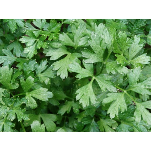 Italian Giant Parsley Seeds/ Biennial/ Full Sun/150 Seeds 1/2 Gram/ Zellajake Farm and Garden - B57