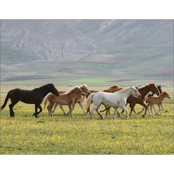 3D WILDLIFE LENTICULAR PRINT PICTURE POSTER 3D WALL ART - WILD HORSES (3-FLIP)