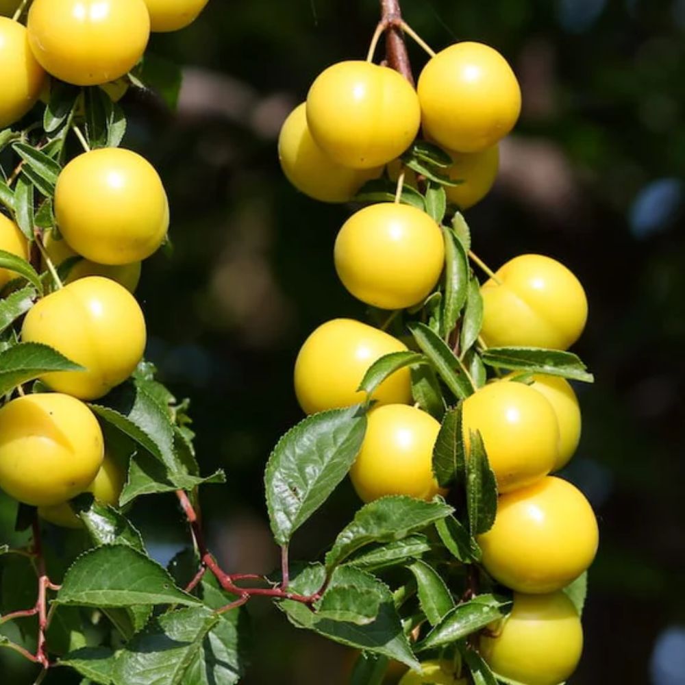 Expert Gardener 2-3 ft tall Byron Gold Plum Live Tree in 5-Gallon Grower Pot
