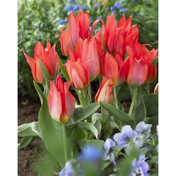 Narcisses TASC Pink, assortiment