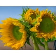 thumbnail image 2 of Fitzharris, Tim 32x26 White Modern Wood Framed Museum Art Print Titled - Sunflowers IV, 2 of 4